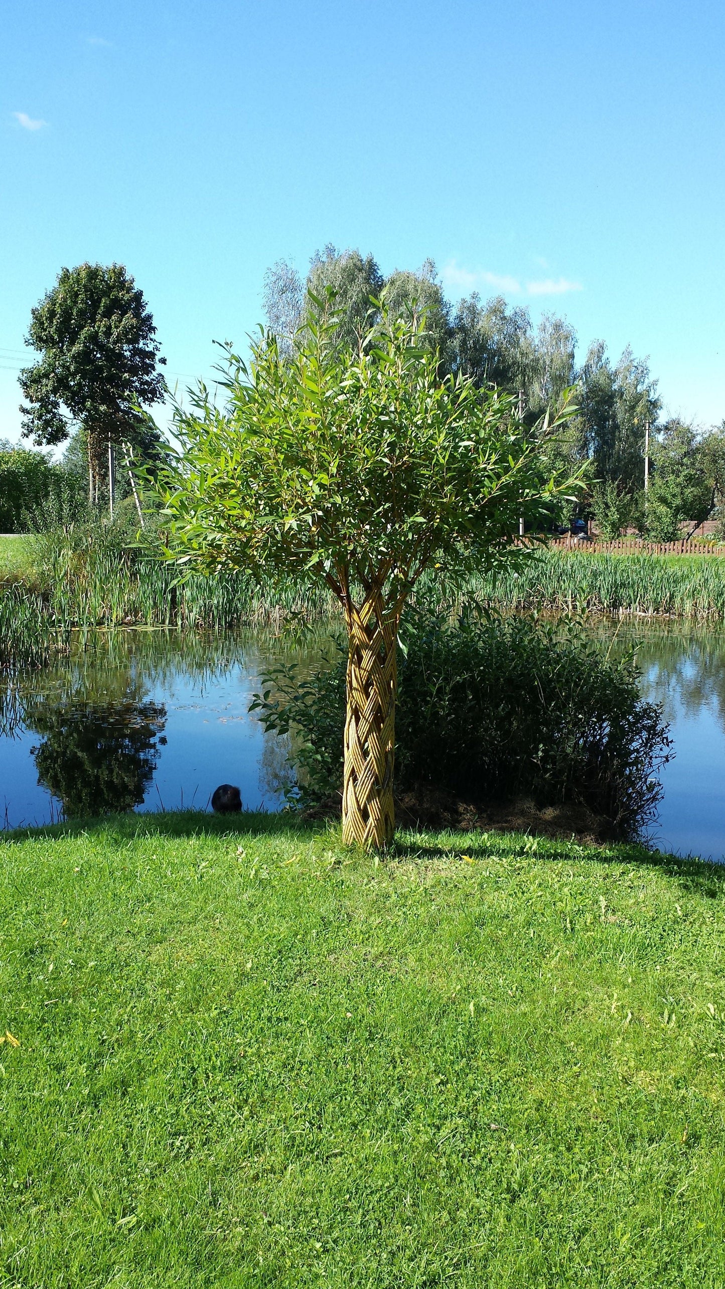 Salix Hybrid Americana Living Braided Willow Tree Sculpture 50cm, 15cm pot (50-09)