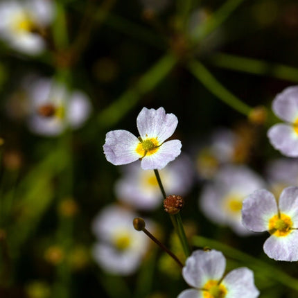 Baldellia ranunculoides