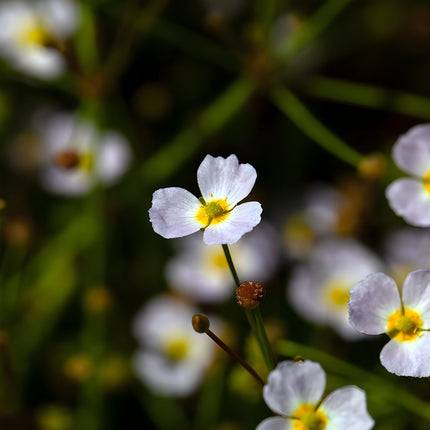 Baldellia ranunculoides