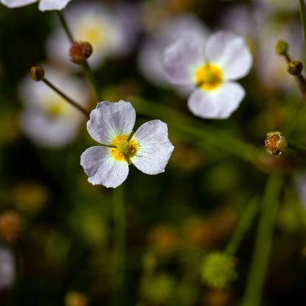 Baldellia ranunculoides
