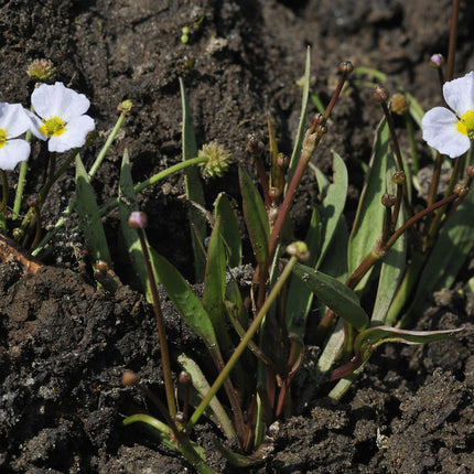 Baldellia ranunculoides