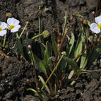 1 / 7cm Bareroot