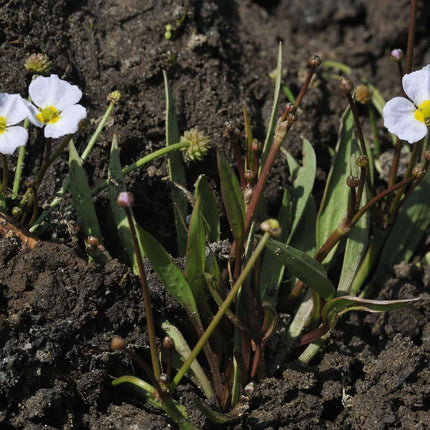 Baldellia ranunculoides