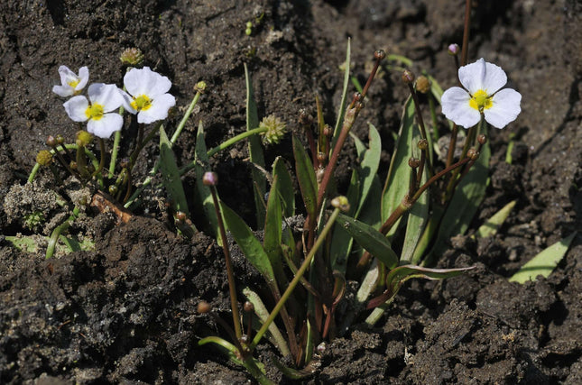 Baldellia ranunculoides