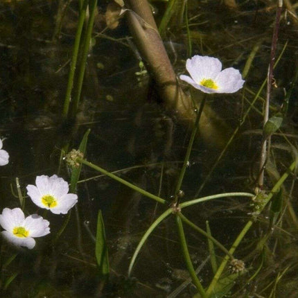 Baldellia ranunculoides