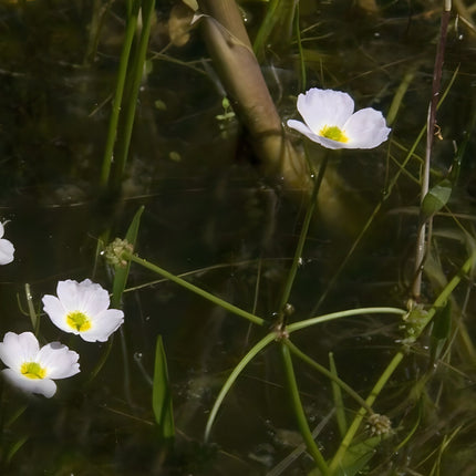 Baldellia ranunculoides