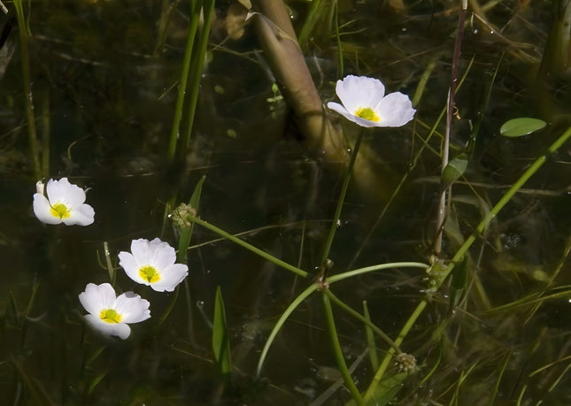 Baldellia ranunculoides