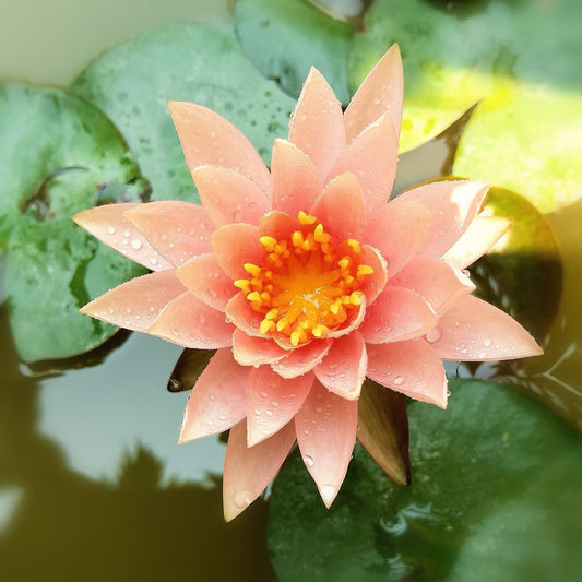 Barbara Dobbins Water Lily - Pond Plants - LW03