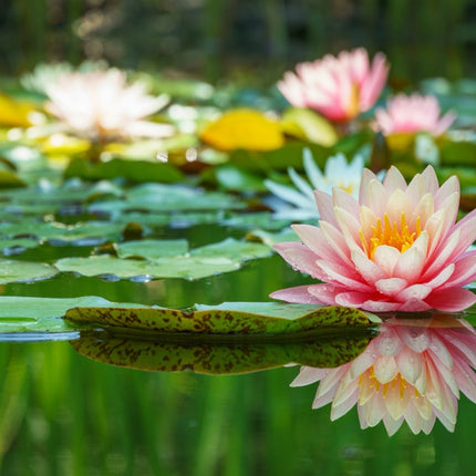 Nymphaea 'Barbara Dobbins'