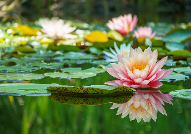 Nymphaea 'Barbara Dobbins'