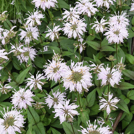 Monarda 'Bee-Bright'