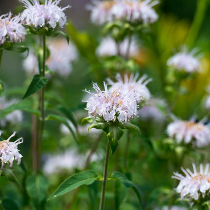 Monarda 'Bee-Bright'