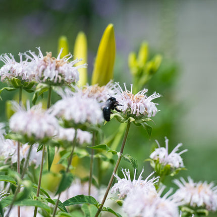Monarda 'Bee-Bright'