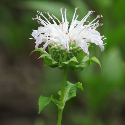 Monarda 'Bee-Bright'