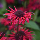 1 / 7cm Bareroot
