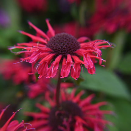 Monarda 'Bee-Happy'