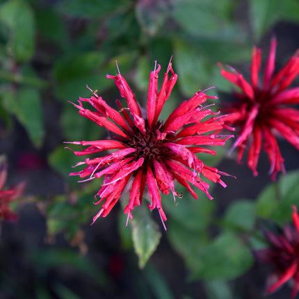 Monarda 'Bee-Happy'