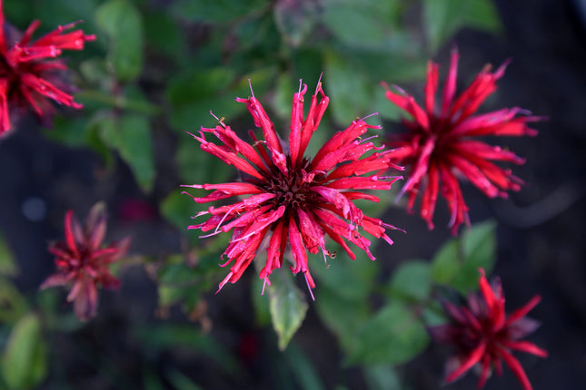 Monarda 'Bee-Happy'