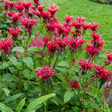 Monarda 'Bee-Happy'