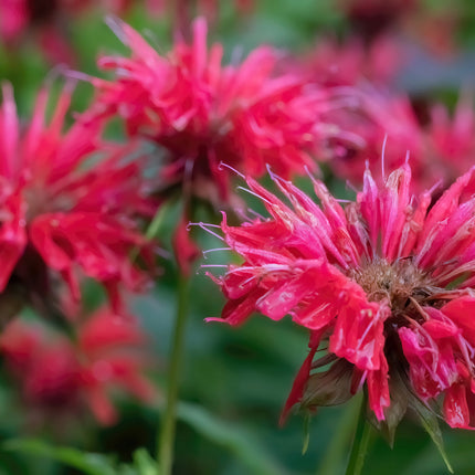 Monarda 'Bee-Happy'