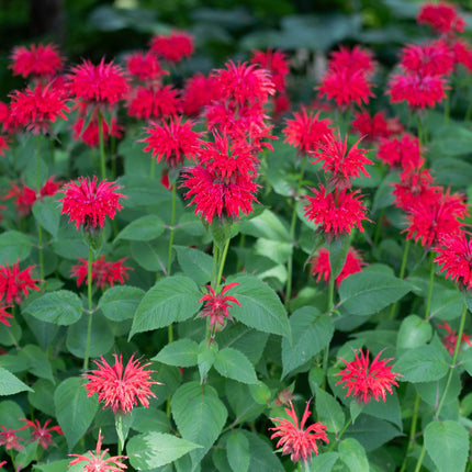 Monarda 'Bee-Happy'