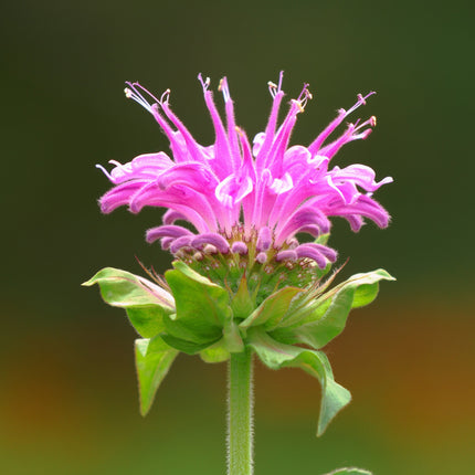 Monarda 'Bee-Lieve'