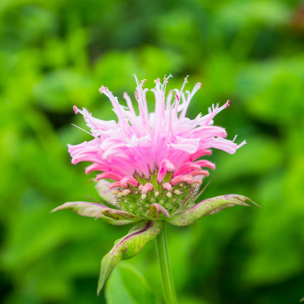 Monarda 'Bee-Lieve'
