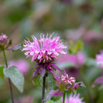 Monarda 'Bee-Lieve'
