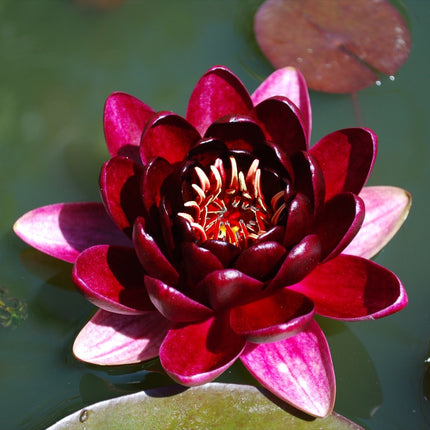 Nymphaea 'Black Princess'