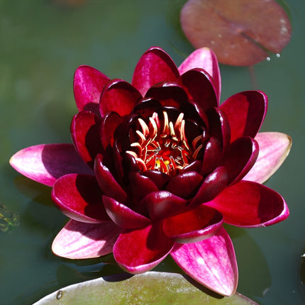 Nymphaea 'Black Princess'