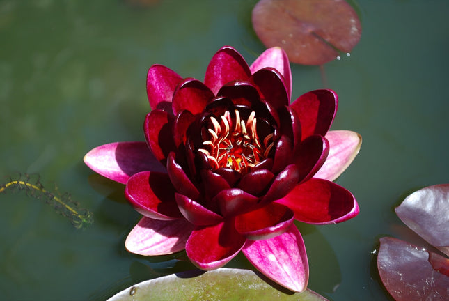 Nymphaea 'Black Princess'