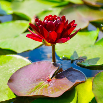Nymphaea 'Black Princess'
