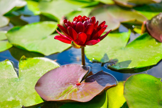 Black Princess Water Lily - Pond Plants - MW31