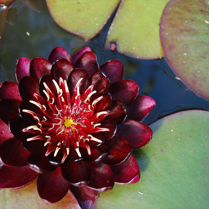 Nymphaea 'Black Princess'