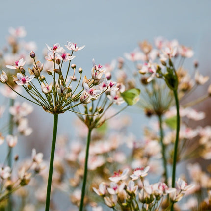 Butomus umbellatus