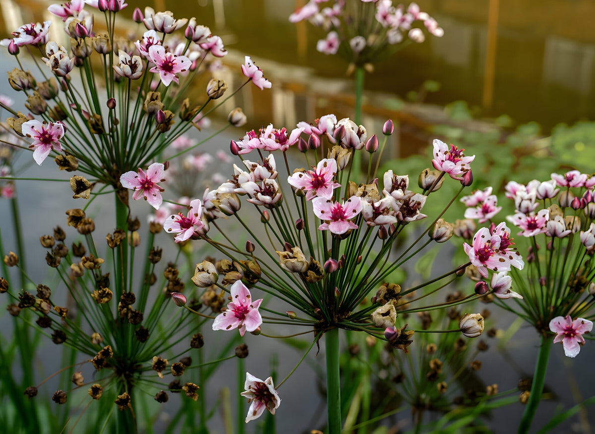 Butomus umbellatus (Flowering rush) - Marginal Pond Plants - MP011 ...