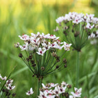 1 / 7cm Bareroot