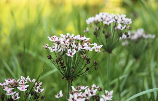 Butomus umbellatus  'Schneeweisschen' - Marginal Pond Plants - MP012