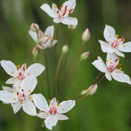 Butomus umbellatus 'Schneeweisschen'