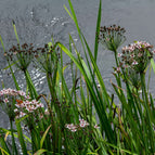 1 / 7cm Bareroot