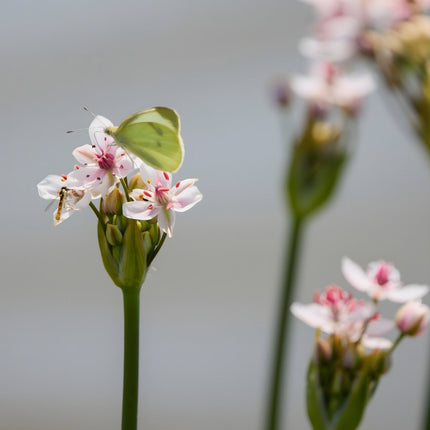 Butomus umbellatus 'Schneeweisschen'