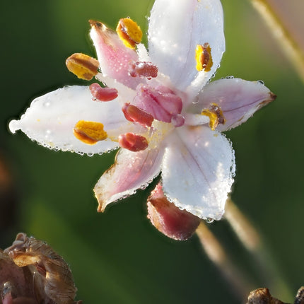 Butomus umbellatus 'Schneeweisschen'