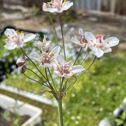 Butomus umbellatus 'Schneeweisschen'