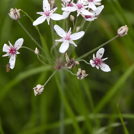 Butomus umbellatus 'Schneeweisschen'