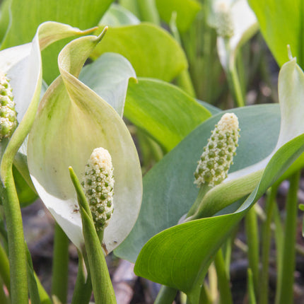 Calla palustris