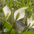 1 / 7cm Bareroot