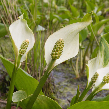Calla palustris