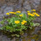 1 / 7cm Bareroot