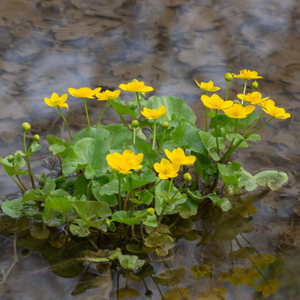 Caltha palustris