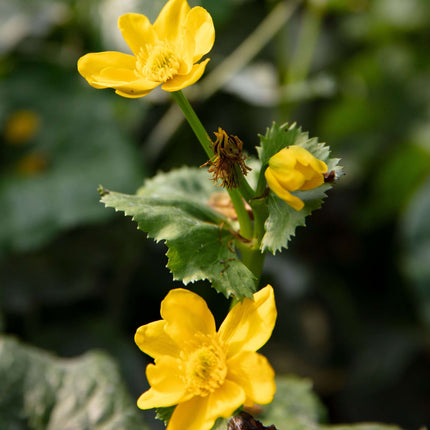 Caltha palustris